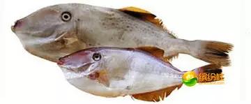 舟山海鲜代加工攻略,最全舟山海鲜攻略