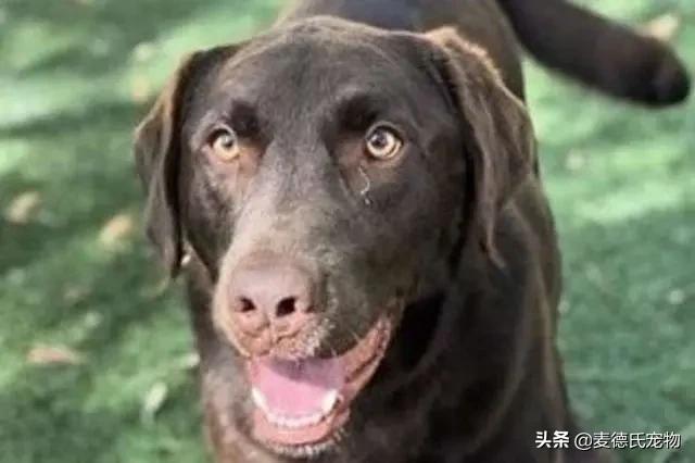 狗狗走失2个月后一路狂奔,狗狗失踪年苦等主人认出激动暴哭