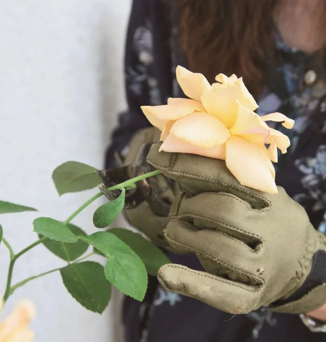 夏季月季怎么施肥,月季夏季要遮阳吗