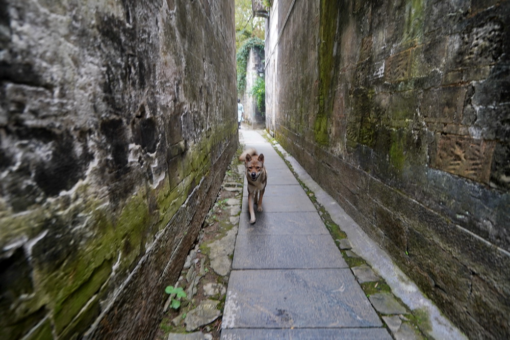 婺源看惯了大城市的繁华,婺源有个徽派建筑景区