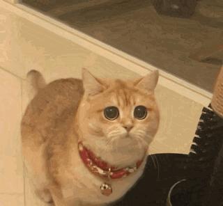 猫咪鼻子里的小知识,有关猫咪鼻子的小秘密