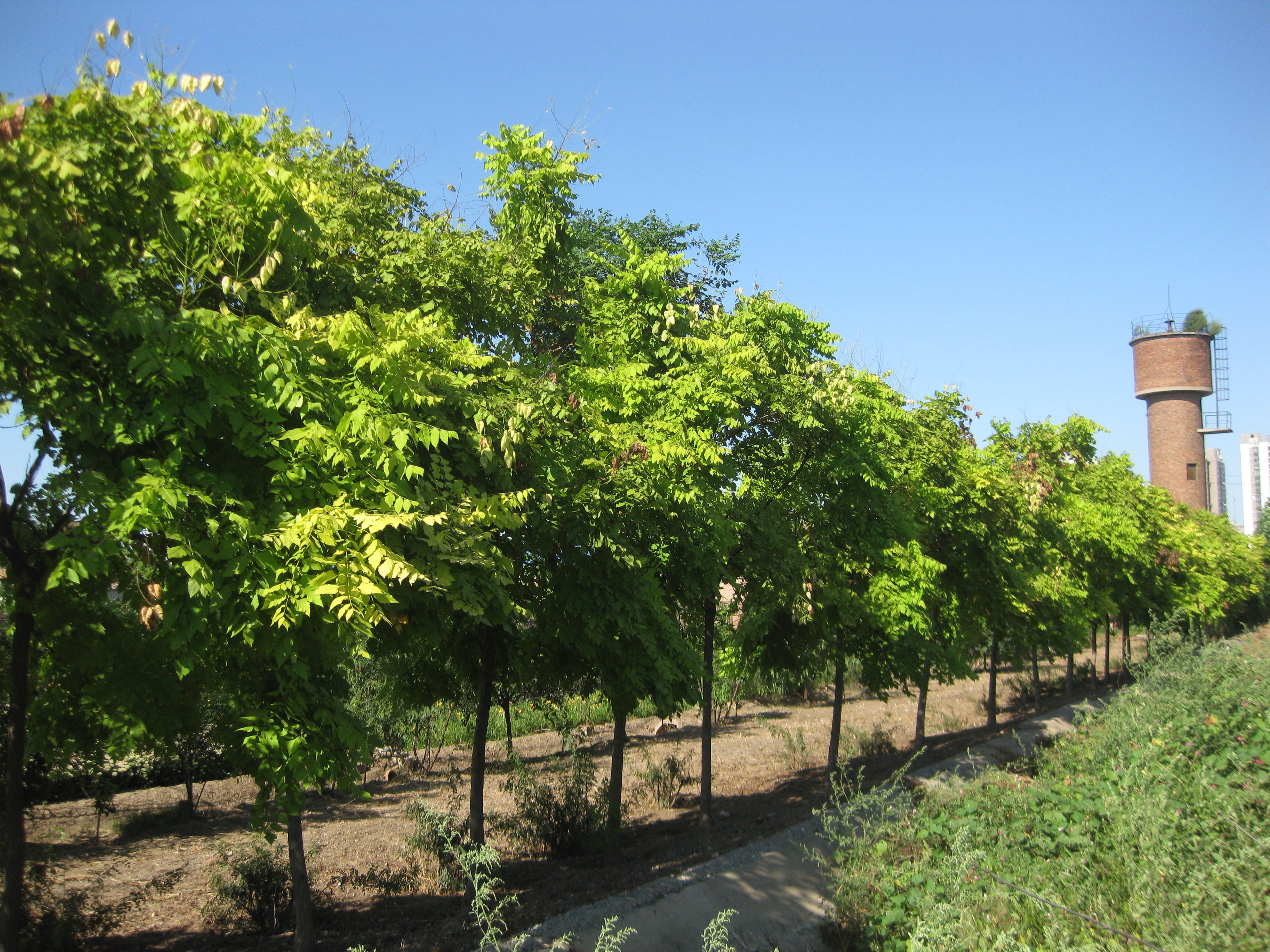 栾树也是有“兄弟”的啊