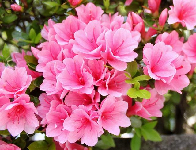 十大名花排名哪种花排名第一,水仙花是我国的十大名花之一