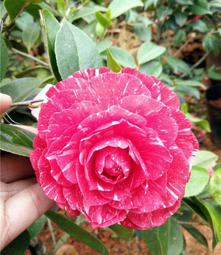 种出有质量的上品好茶花,最香最高雅四季能开花的茶花