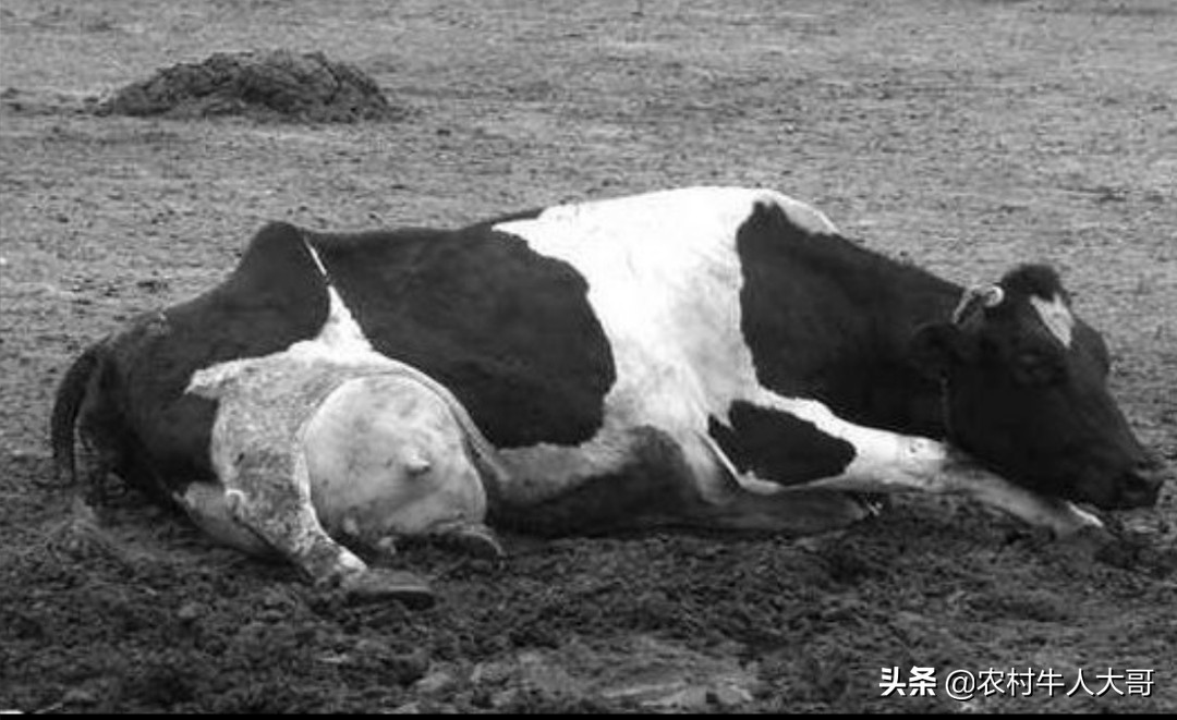 ,第三章牛场管理标准化之疾病防控