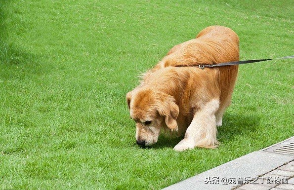 你知道狗狗每天要喝多少水吗,狗狗每天拉几次大便