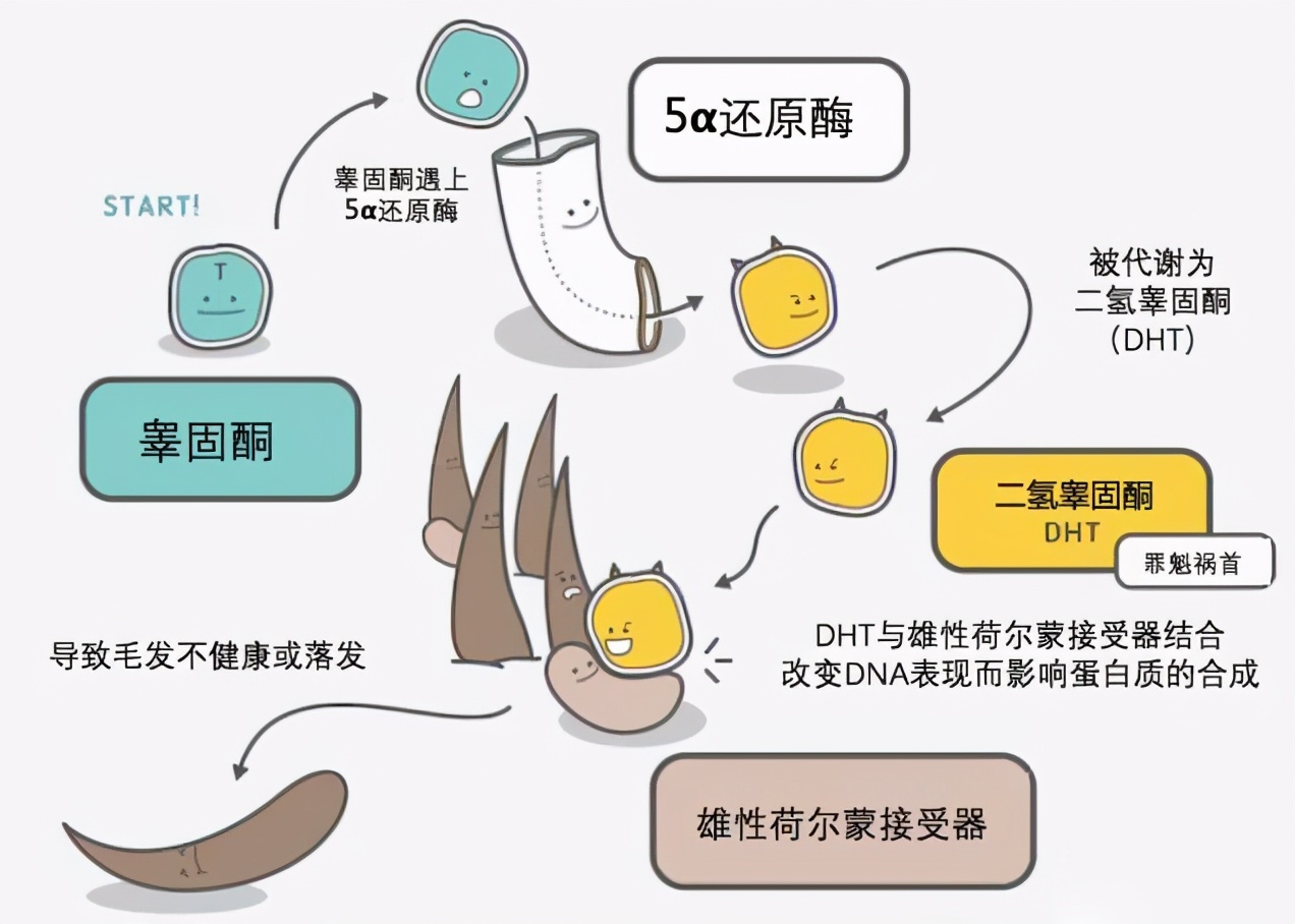 健身撸铁对心脏的危害,雄脱导致脱发能恢复吗