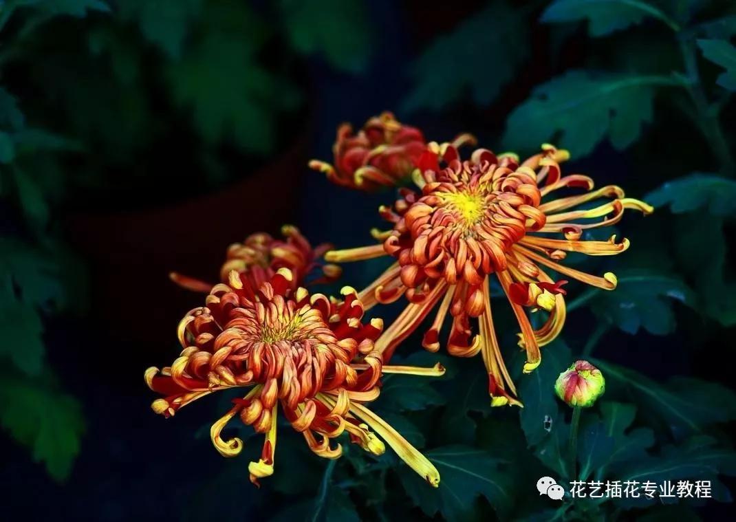 20种常见的菊科植物有哪些,哪些菊科植物好养