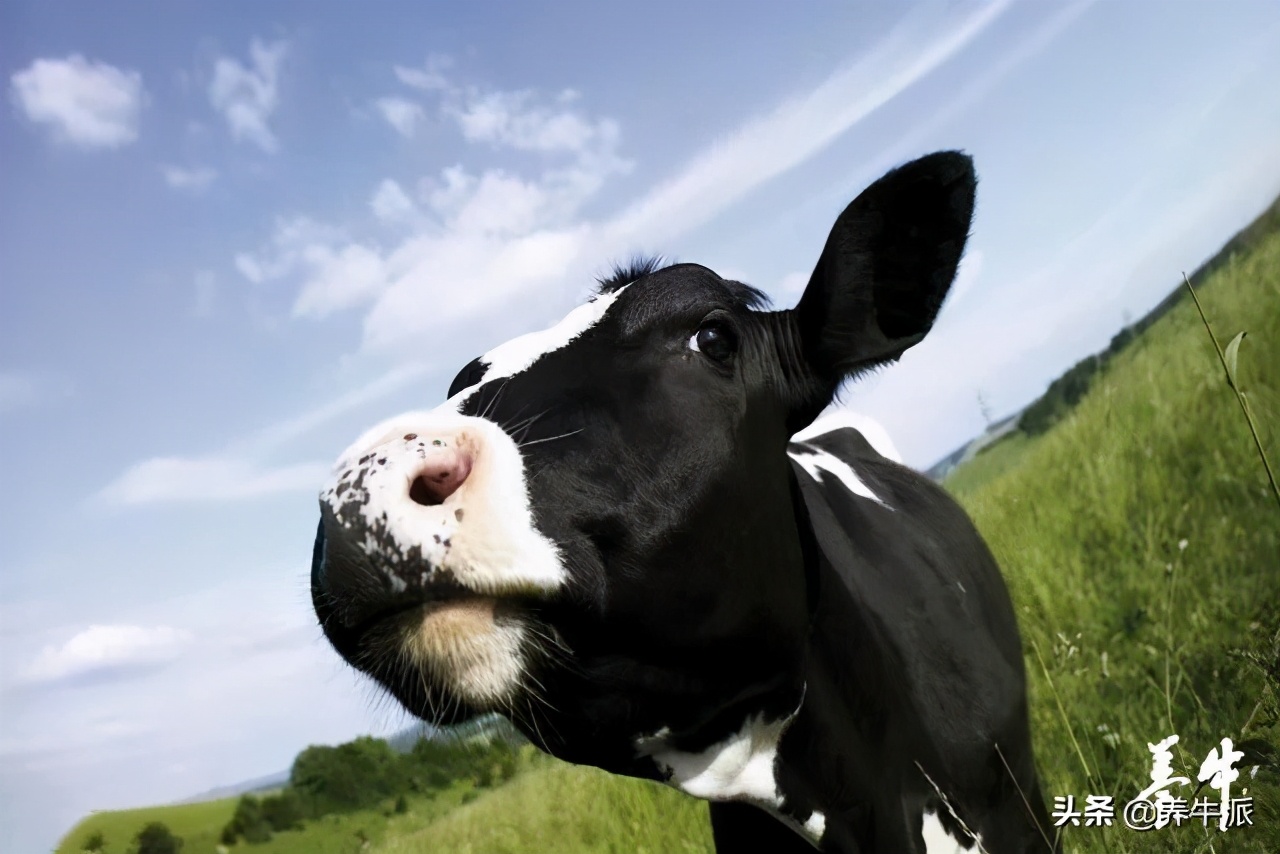 奶牛的生殖解剖,奶牛生殖激素