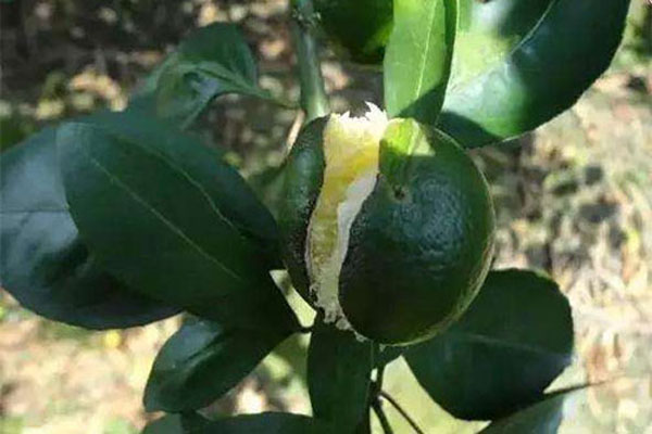 脐橙内裂果多是什么原因呢,脐橙裂果原因及预防措施图片