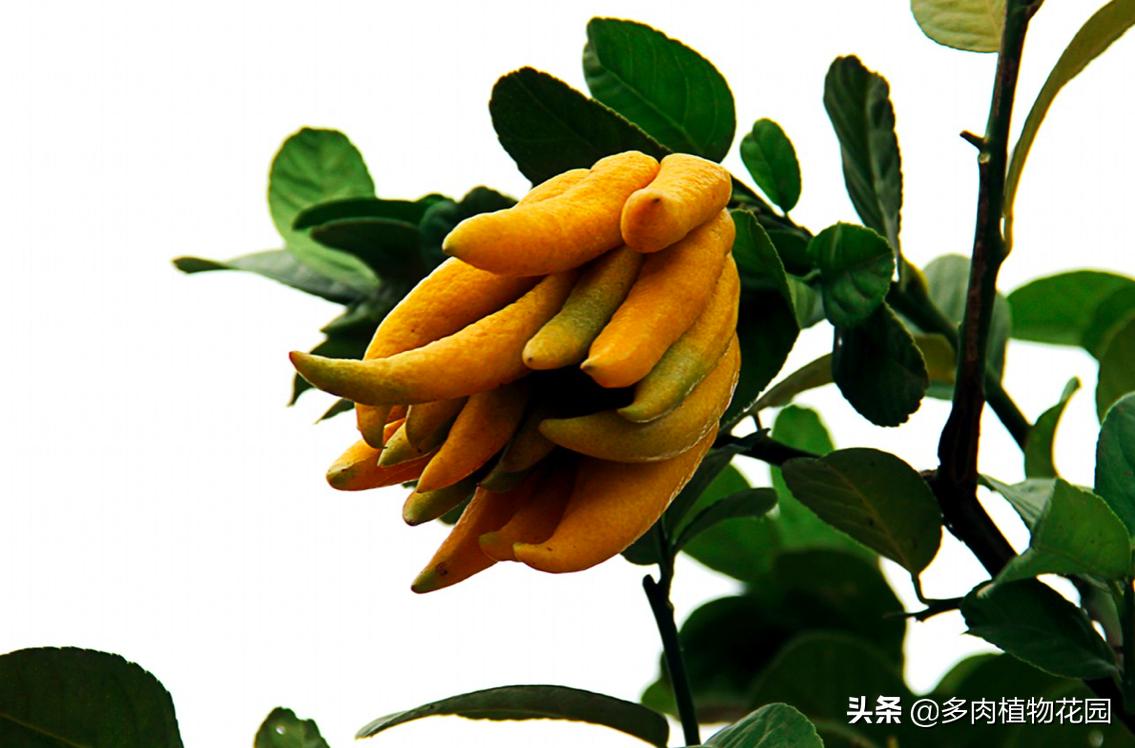 盆栽佛手柑的养殖方法,盆栽佛手柑怎么养护