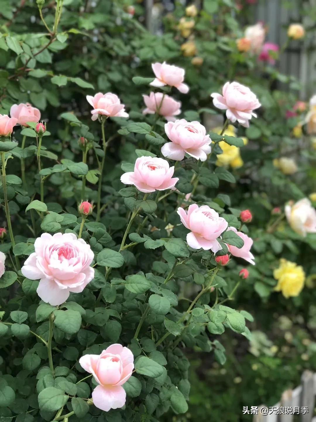 花友家的春花都开爆爆爆了，快来云赏花！（上）