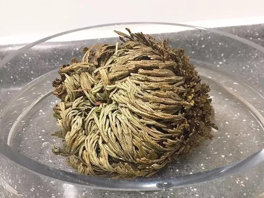 日本bblaboratories复活草面膜,复活草日本面膜敷多久变透明