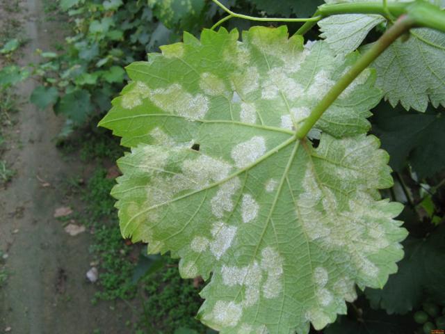 防治叶菜霜霉病最好配方,霜霉病防治最新标准