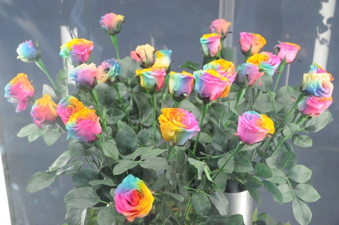 玫瑰美丽与爱情的象征,玫瑰象征爱情的颜色