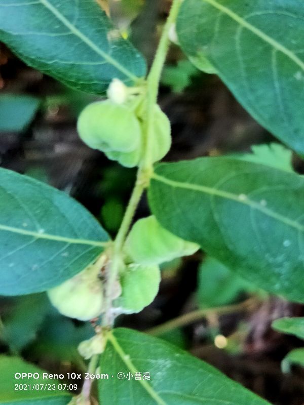 算盘子植物介绍,算盘子属于什么类型植物