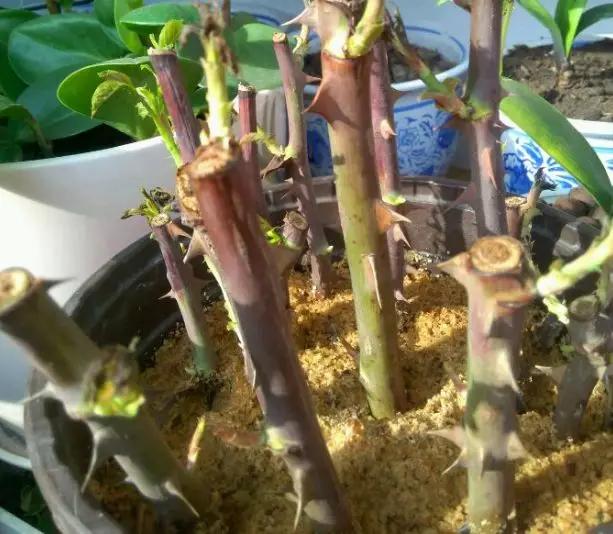 养花最好的颗粒土,碎砖养花的正确方法