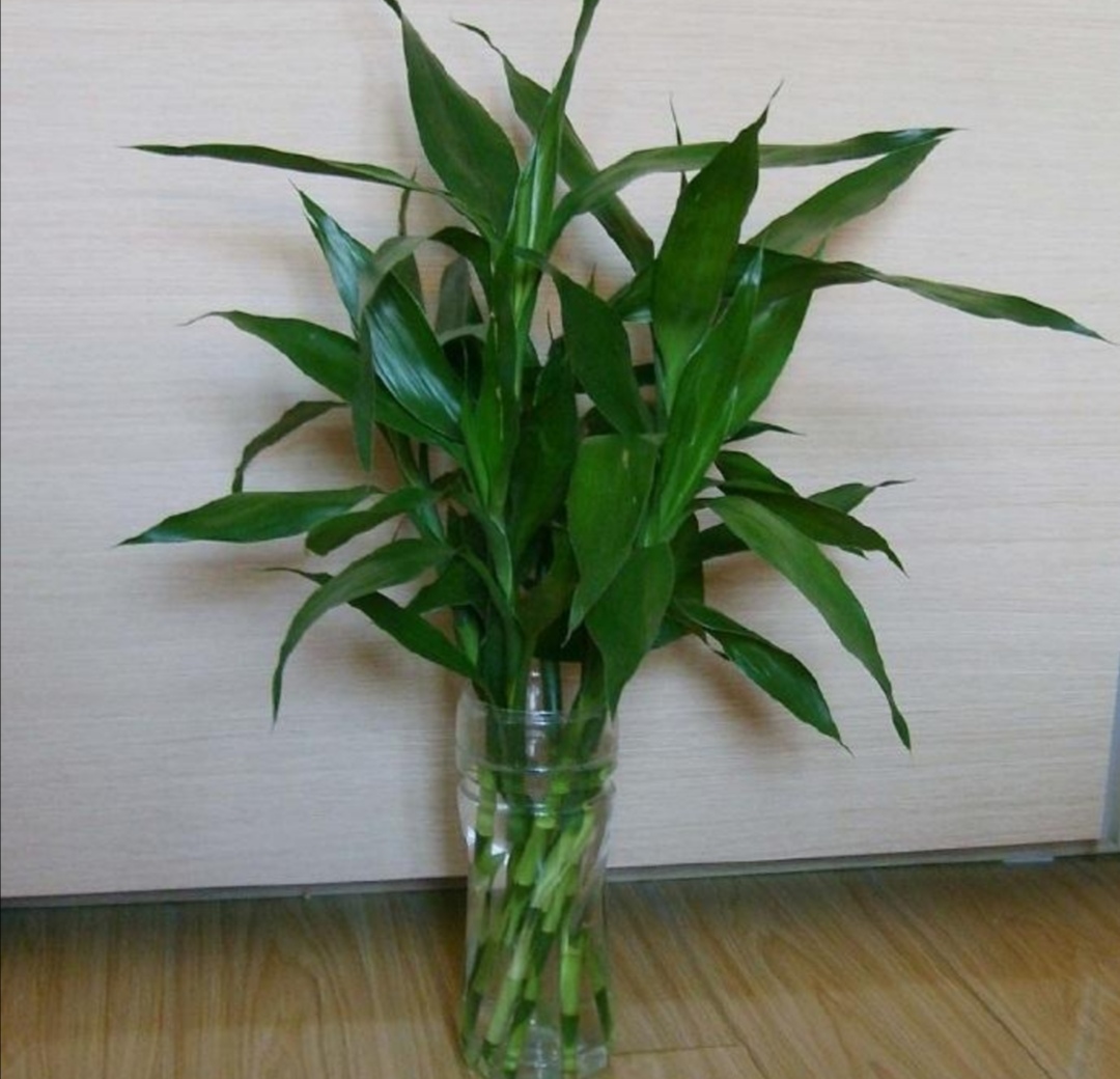 富贵竹用塑料桶养可以吗,富贵竹用塑料桶可以养吗