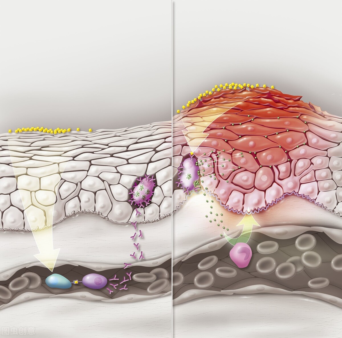 适合油皮的精华液白天用,不管什么肤质都适合用精华液吗