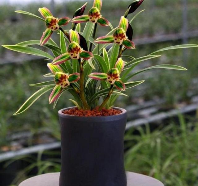 此兰只应“天上”有，人间哪得几回闻，一花双色，很多人没见过