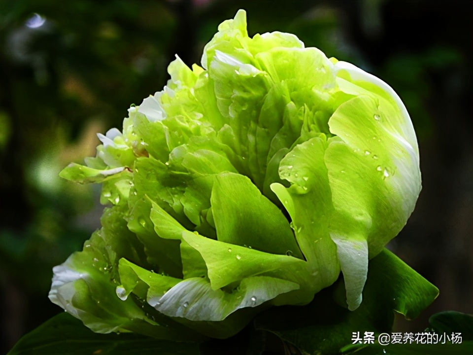 豆绿牡丹品种,好看的观赏牡丹品种