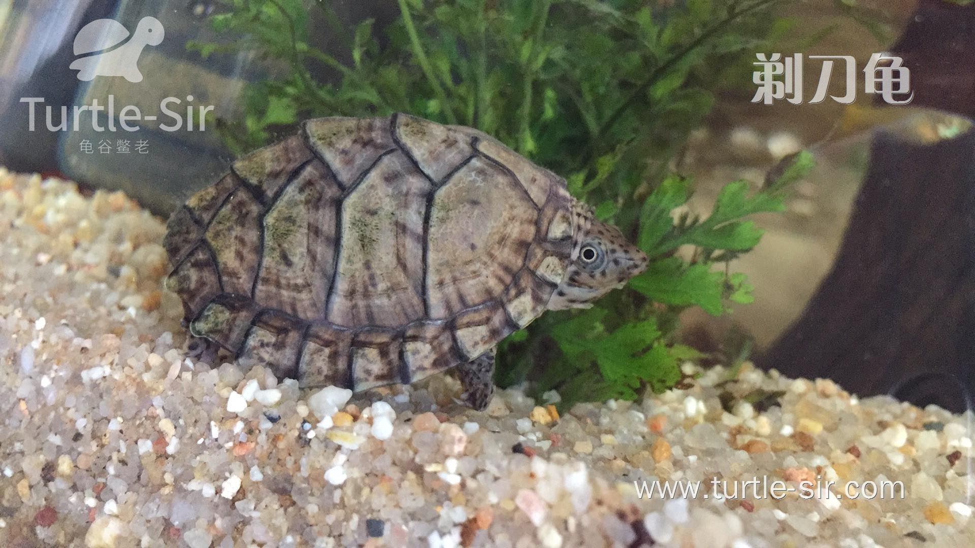 深水龟腐皮病怎么治疗,剃刀龟腐甲怎么治