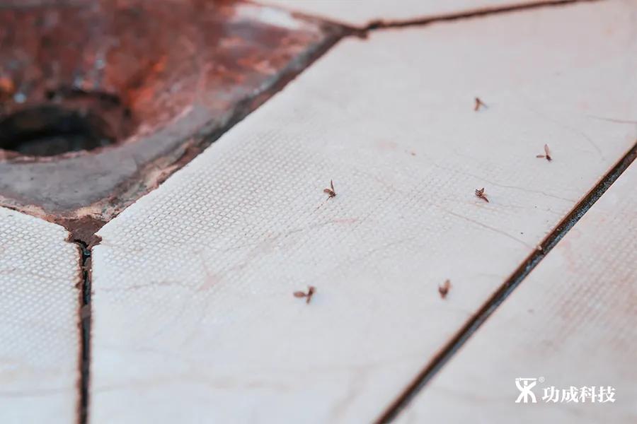 卫生间小虫子蛾蠓怎么来的,卫生间有小虫蛾蚋怎么治