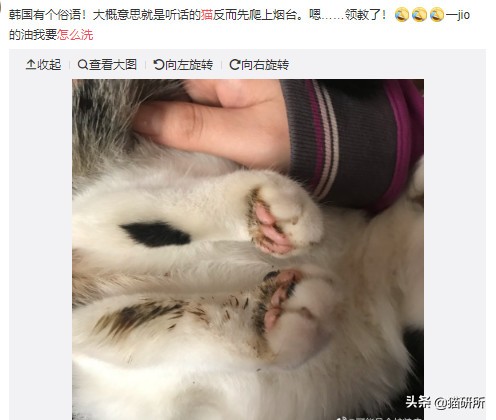 猫咪手脏怎么清洗,如何洗猫咪粘毛的物品