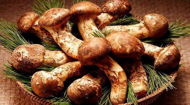 新鲜松茸菇的清洗方法,松茸表面黑色需要清洗