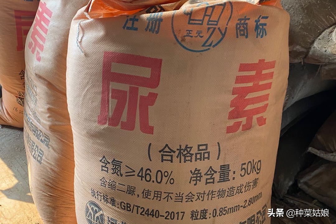 种菜怎么施肥效果最好,种菜长得慢该怎么办