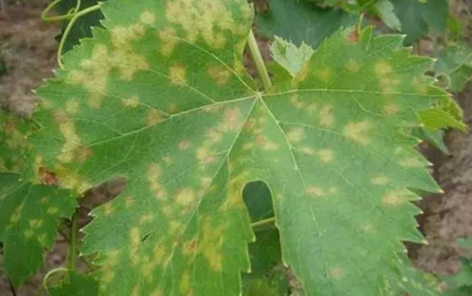 治葡萄霜霉病用什么药,葡萄霜霉病用什么药治疗最快