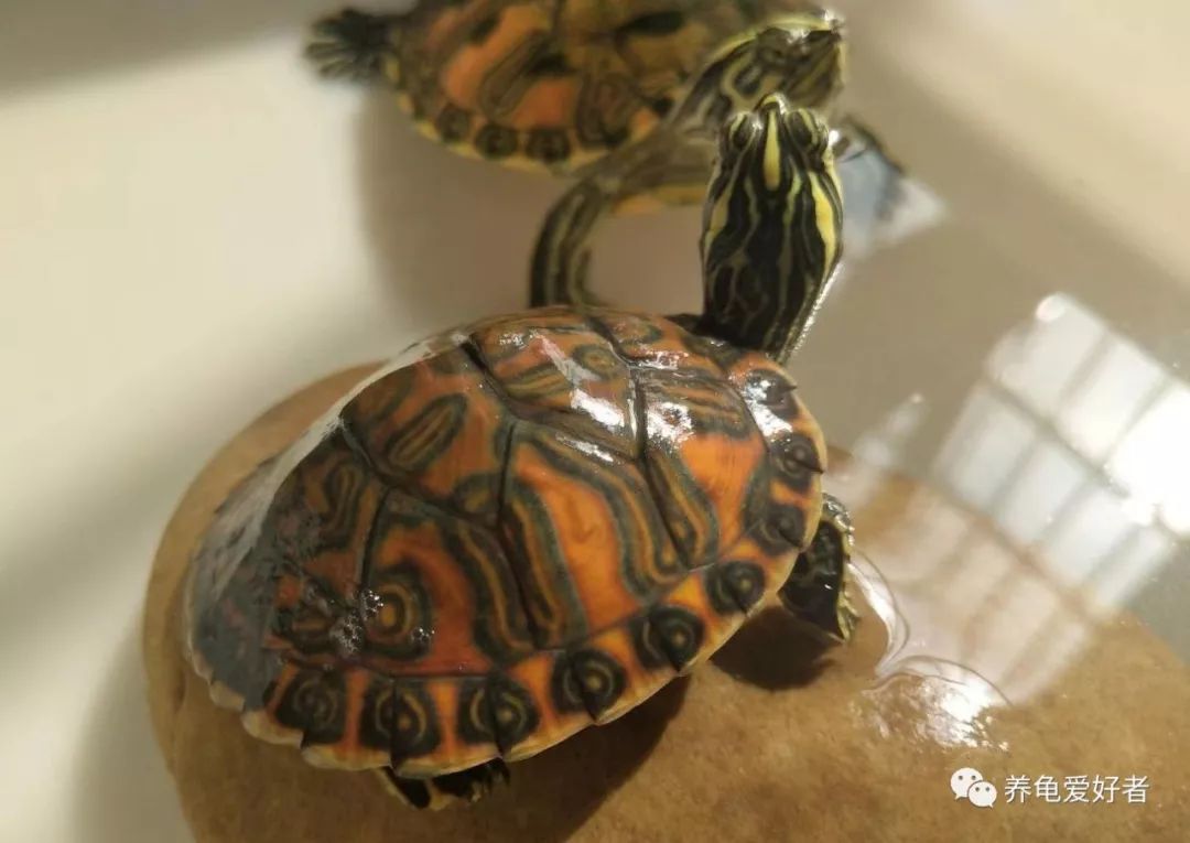 为什么养龟多年却不长大,养龟知识100条解决养龟常见问题