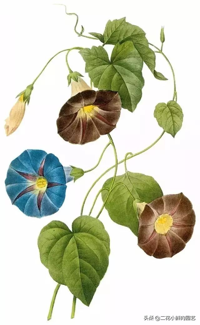 100种花卉绘画,100多张花卉线描手稿素材赶快收藏