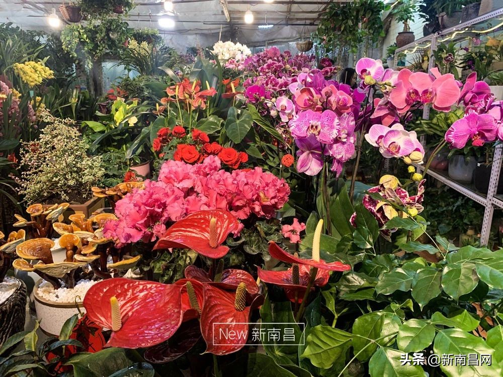 南昌花市有哪些地方,南昌花市批发市场