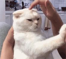 铲屎官请自重图,铲屎官请自重