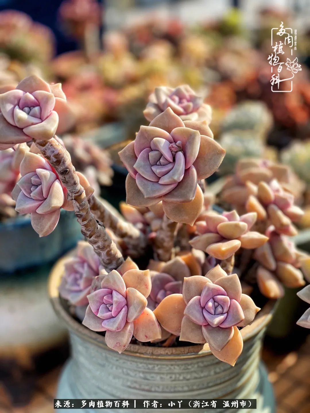 祖上无院家里无矿，一腔浪漫情怀付诸楼顶造花