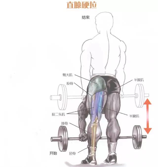 腿部前侧肌肉的训练方法,腿部核心稳定训练