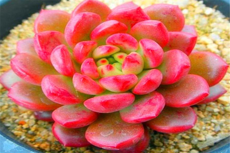 想把多肉冰梅养成透明绚烂的大果冻，就不能惯着它，越冻越有仙气