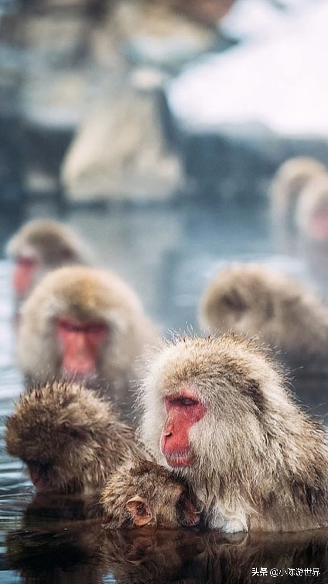 日本赴华旅行,日本赴中国旅游