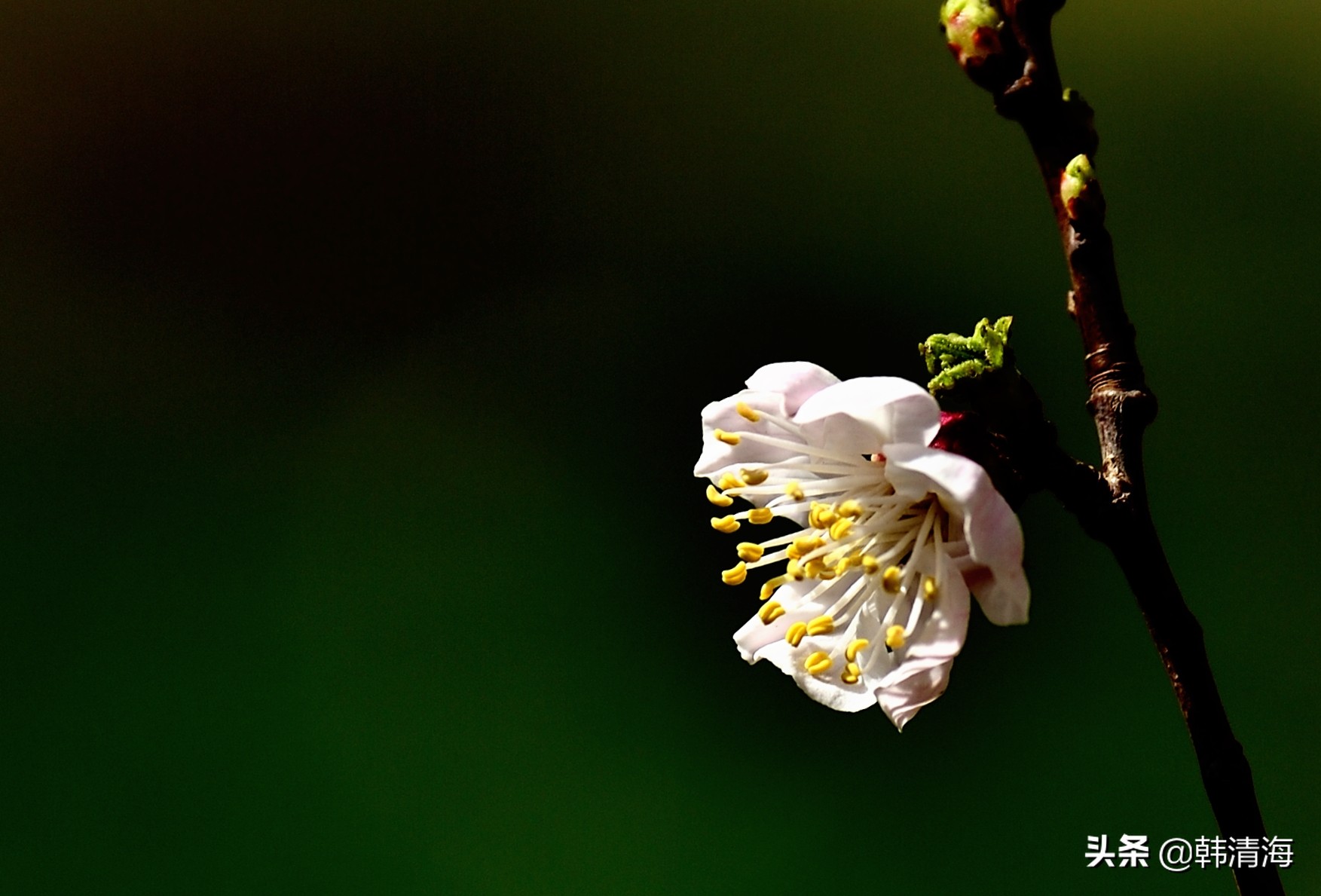天津市南开区水畔花园新房,天津杏花什么时候开花