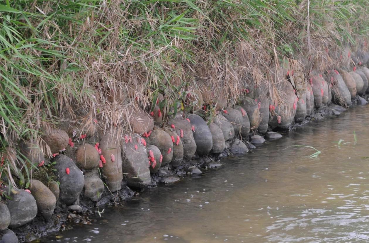 一次可产700粒卵，非洲大蜗牛能吃？摸它就可致命，它到底有多毒
