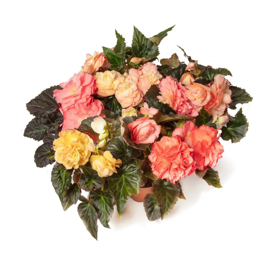 这43个来自世界各地的新品种,快来看看有没有你的菜