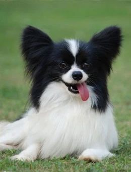 犬类图解,犬类大全100个视频