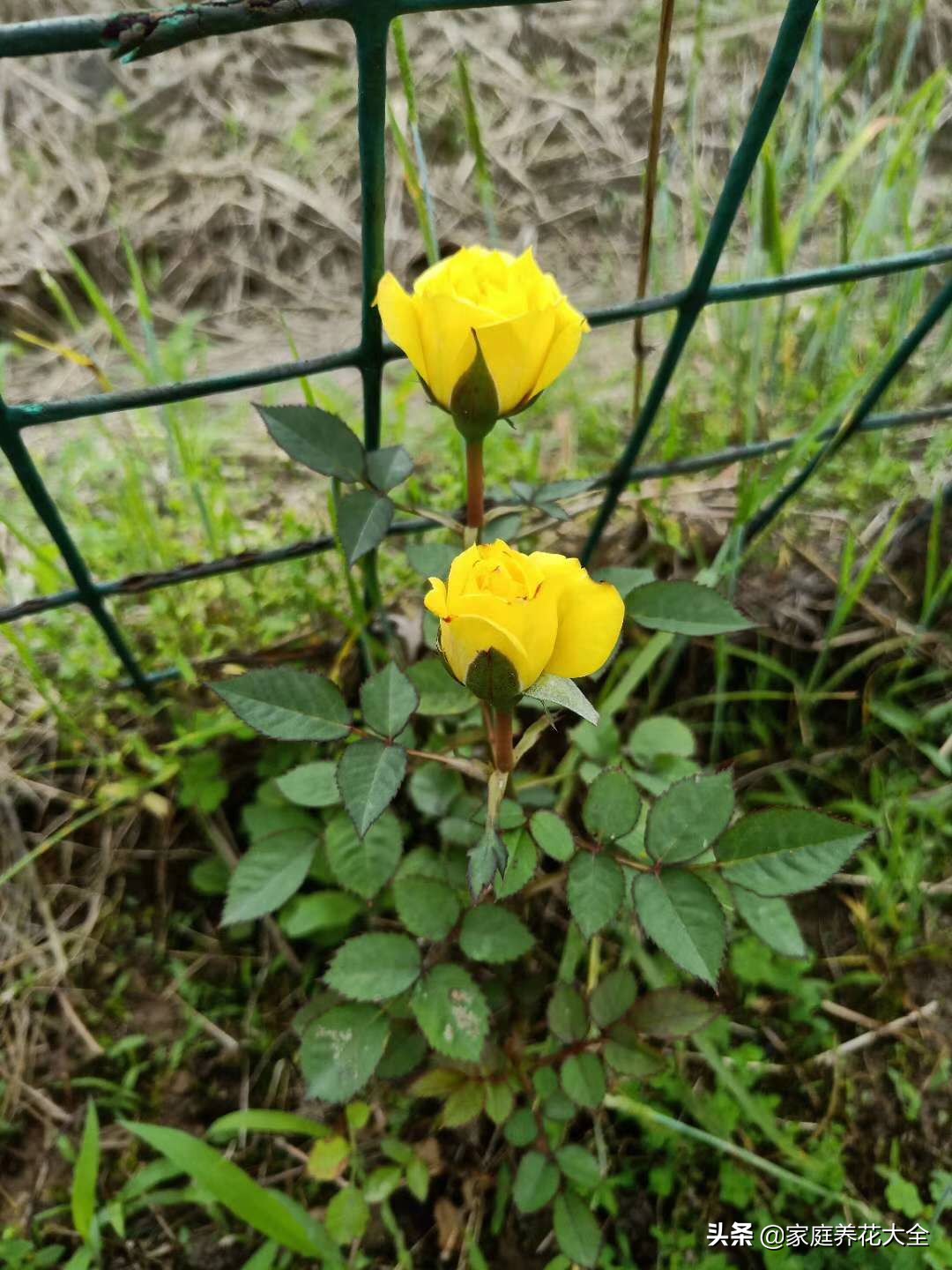 养花虫子怎么消灭最快,养花总招虫记住这几招
