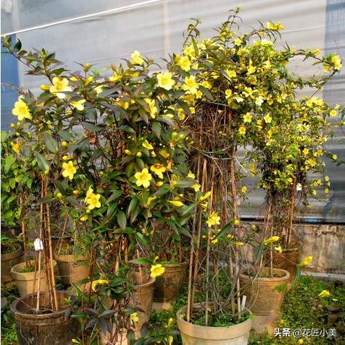 爬藤植物100种,5种爬藤花适合在院子里种植