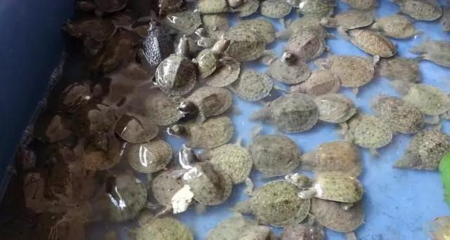 家庭小甲鱼养殖新手入门,家庭养小甲鱼视频教程