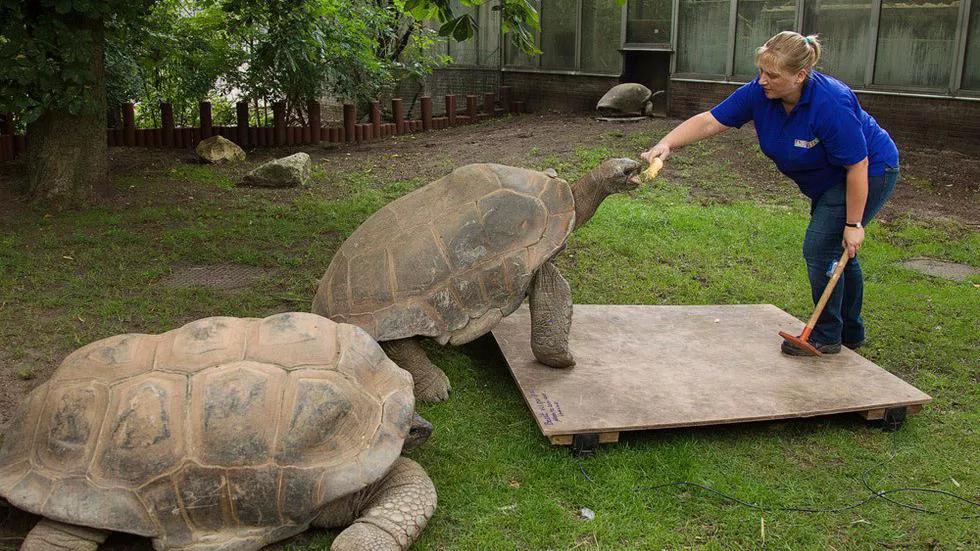 1965年的黄河巨龟到底长什么样,1965年黄河巨龟事件的视频