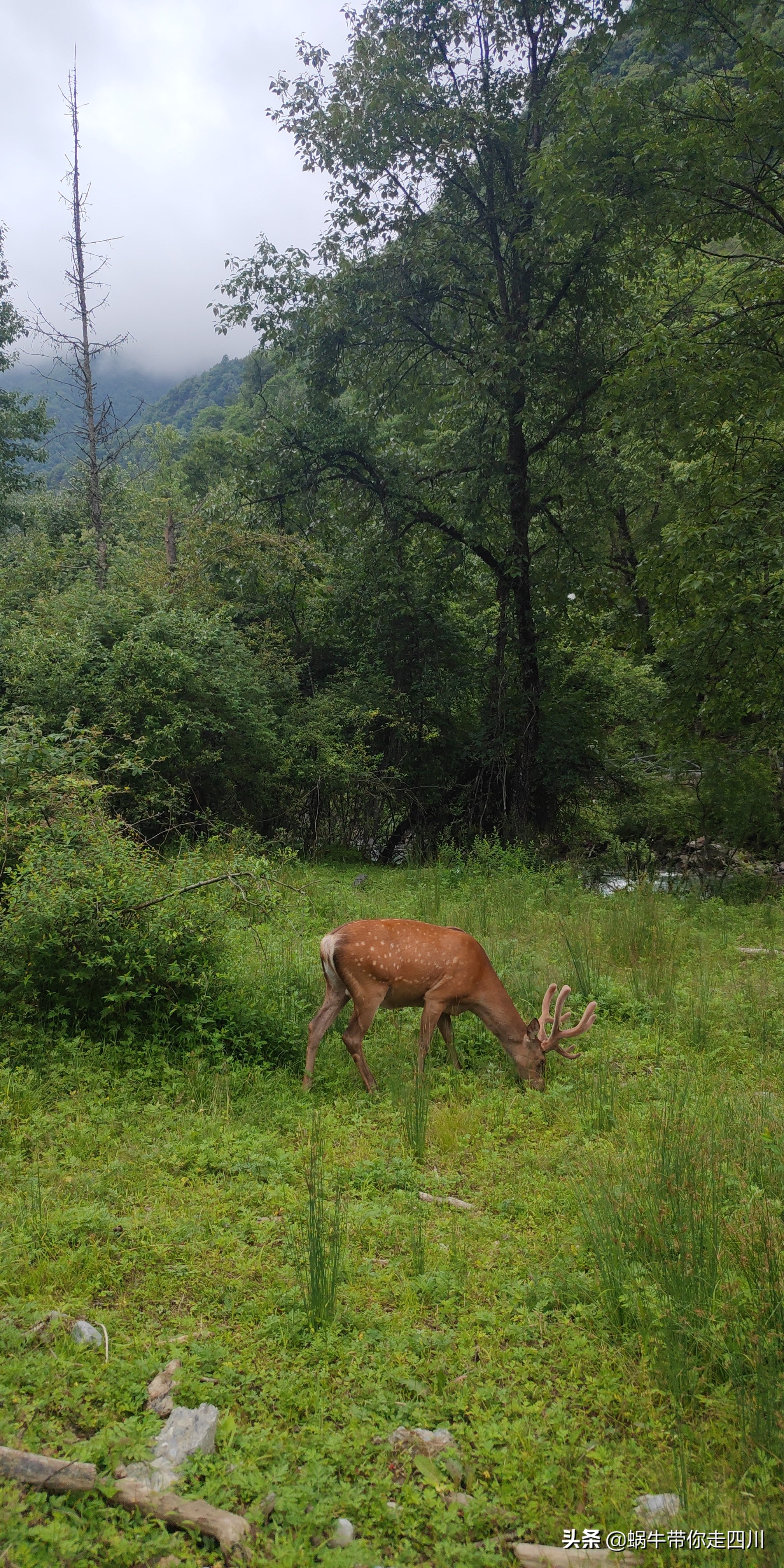 成都到西藏旅游一家三口,成都出发三天两夜旅行套票
