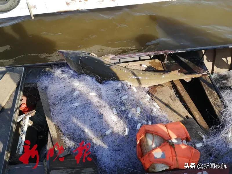 黑龙江发现恐龙化石了吗,黑龙江发现恐龙化石