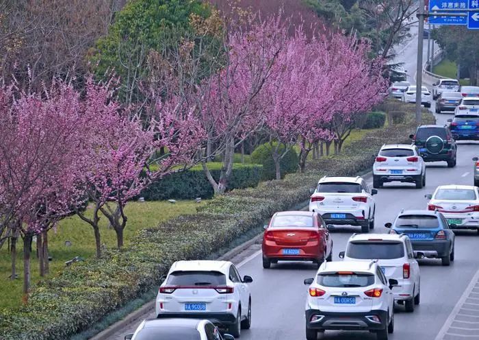 有一种春天叫西安的春天,西安古都的春天在哪里